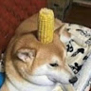 Meet your Posher, Ava